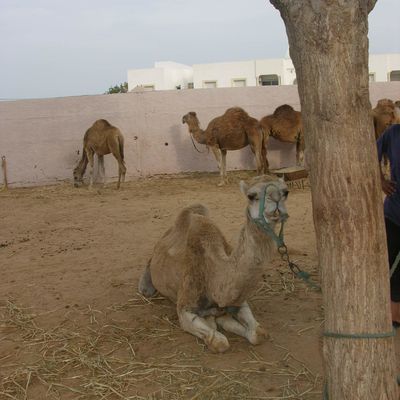 Vaisseau du désert (Voyage en Tunisie)