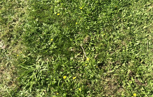 Encore quelques fleurs 