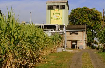 Visite de la distillerie Bologne à Basse Terre