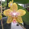 Phalaenopsis new wave (venosa x stuartiana)