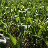Salvador : sans Monsanto, les récoltes n'ont jamais été aussi bonnes | Ijsberg magazine
