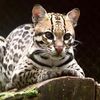 Ocelot