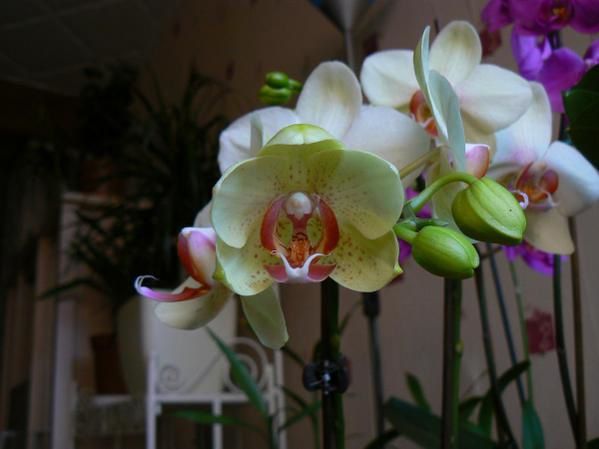 Album - Orchids