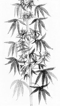Cannabis culture in Morocco (in english)