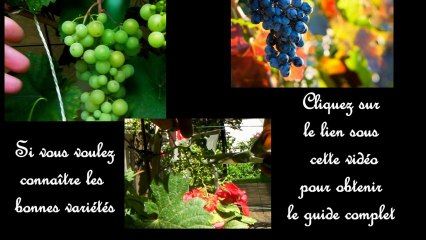La taille de la vigne