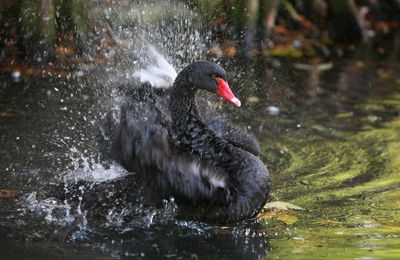 Jardin botanique de Metz (Cygne noir)