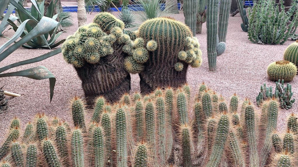Du Sahara à l'Atlas : de Foum Zguid à Marrakech.