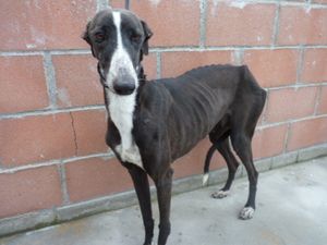 chien lévrier galgo a adopter