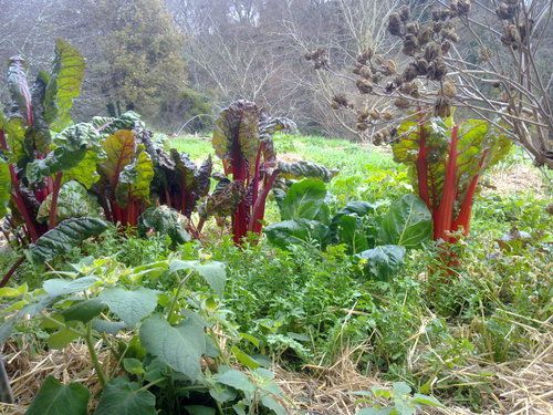 Fêves,radis noir,roquette,laitue,poirées vertes et colorées,consoude et hotel à insectes... Pour un petit tour du potager en décembre.