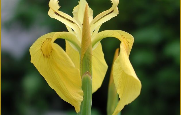 Photo : Iris jaune