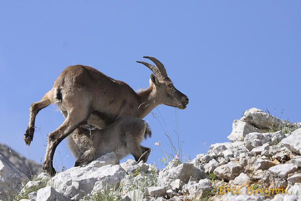 Album - Bouquetins-du-Vercors