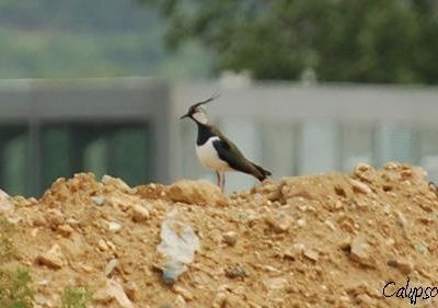 Le vanneau huppé (Vanellus vanellus)