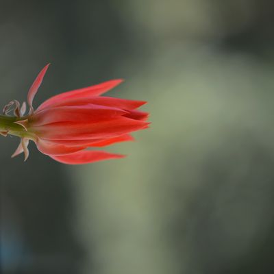 Epiphyllum ackermanii ...