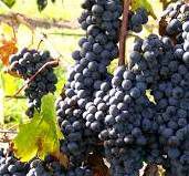 #Petit Verdot Wine Producers Pennsnylvania Vineyards