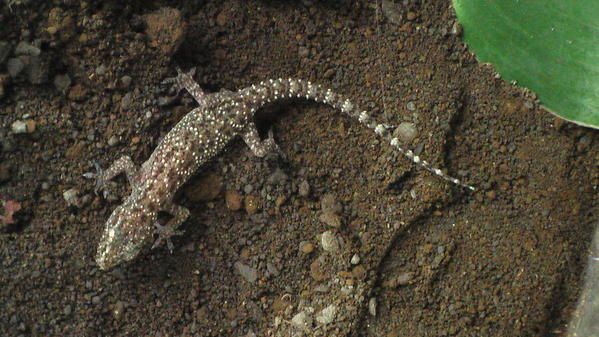 Album - reptiles-et-amphibiens-de-la-reunion