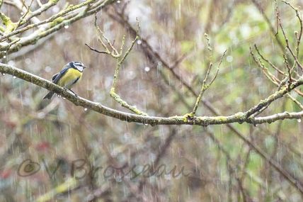 La mésange bleue