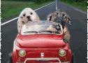Deux Chiens à bord d'une Fiat 500 - gif bonne journée