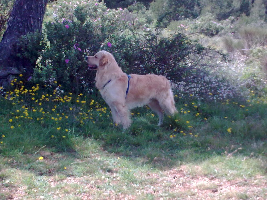 Doug, Golden Retriever