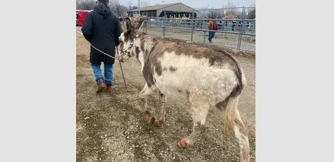 Quatre équidés sauvés par la Fondation Brigitte Bardot à une foire chevaline dans le Cantal