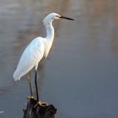 Aigrette neigeuse - Egretta thula - Snowy Egret