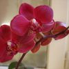 Phalaenopsis "Valentine"