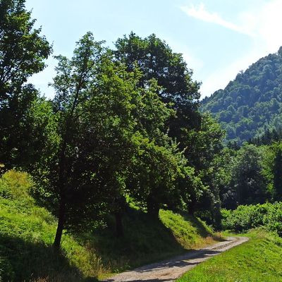 WILLER-SUR-THUR : LE GRAND TOUR DE L’OSTEIN (R 797) ~ 15,3 km ~ D+ 620 m ~ 5 h ~ 4/6 ~ *** ~ Non compatible VTT-VTTAE