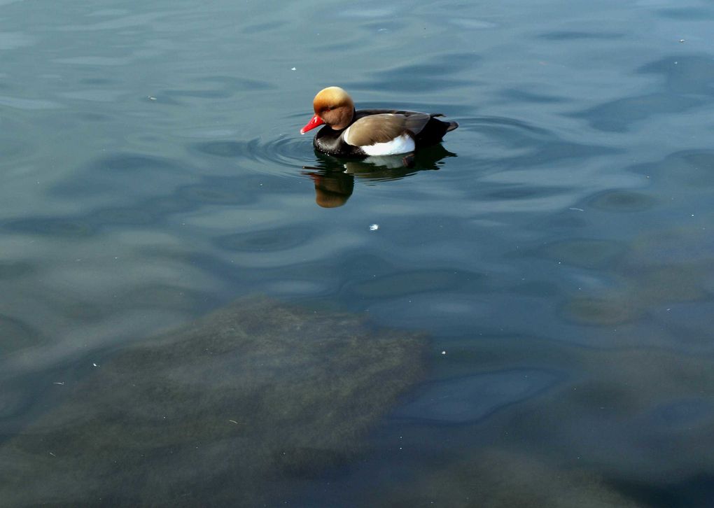 Photos du lac Léman - Ouchy - Vidy - Préverenges - Pully