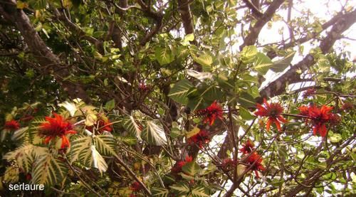 Tout un florilège de fleurs et de fruits de polynesie
Au fil des articles découvrez ou redécouvrez les merveilles que nous offre la nature
