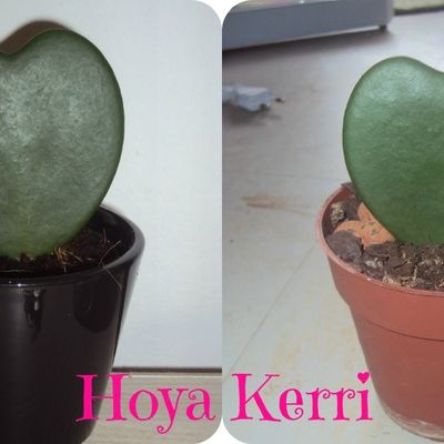 Hoya kerri