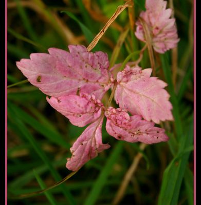 Couleurs d'Automne 005