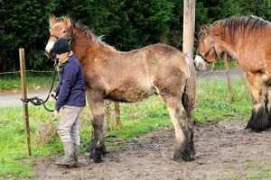 Chevaux de trait