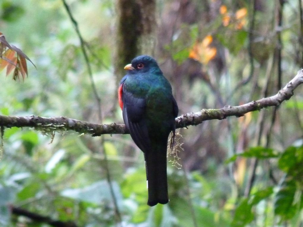 Masked Trogon (Equateur) 