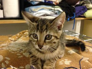 ADOPTION CHATONS - FRATRIE DE 4 CHATONS