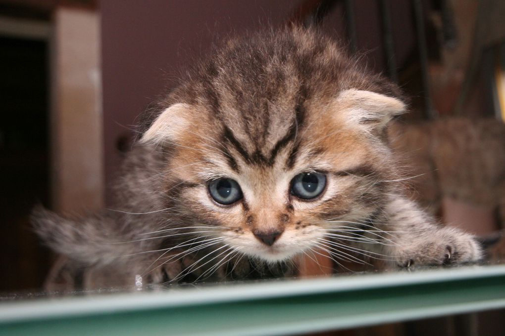 Photos de nos chatons de 2012.
Première portée : Falbala (Brtitish Shorthair)+ Dwayne (Highland Fold)