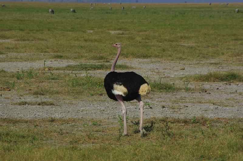 Quelques animaux rencontrés dans les parcs lors de notre voyage de noces.
K = Kenya
T = Tanzanie