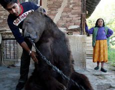 Maltraitance sur les ours en Bulgarie
