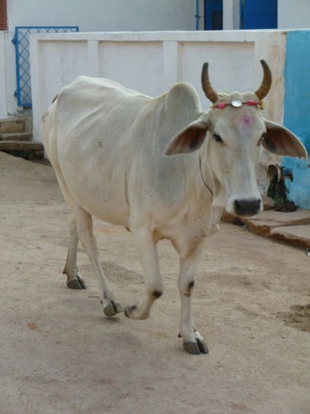 Album - Inde-Orchha