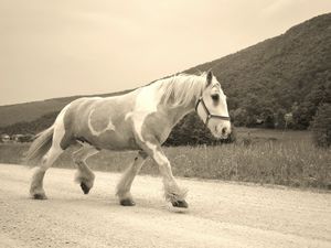 Pendant les 8 jours d'arrêt où Happy rencontre un amoureux, nous profitons des montagnes slovènes, en dessous de Ljubljana, précisement à Iska Vas.....pour nous promener à cheval... que du bonheur!