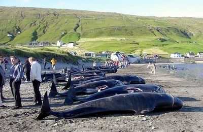 Arrêter le massacre des Dauphins aux îles Féroé