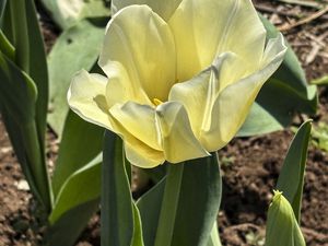 Des tulipes à cueillir