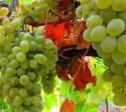 #Verdelho Wine Producers Swan Valley Vineyards West Australia