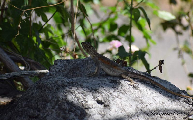 L'Agame des colons (Agama agama (Linnaeus, 1758)) femelle.