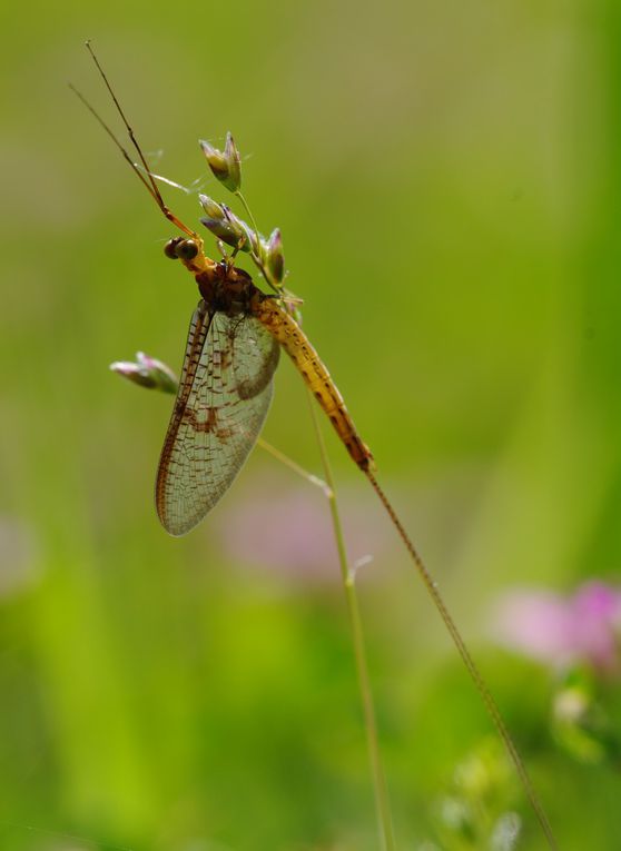 Album - Divers-insectes-2