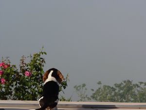 Un petit chien très heureux du territoire à sa disposition! L'entrée de la maison et lever de soleil sur les Pyrénées un jour où il va faire très beau ...