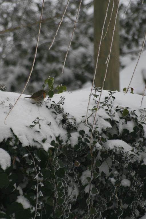 Ballade dans la neige à Séverac...
Le 10 Janvier 2010