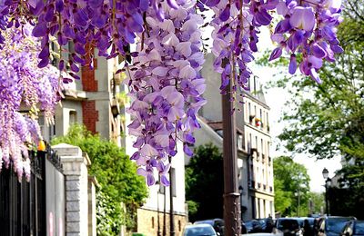 Paris s’illumine aux éclats des glycines en pleine rue