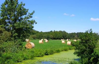 Moisson dans le marais