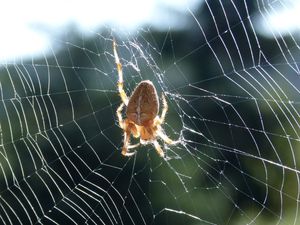 Araneus diadematus