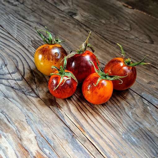 photo sitemerakiseeds.com