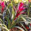 Le Guzmania, une plante exotique très colorée